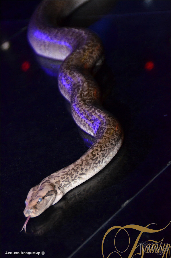 Фотография с FUNNY CIRCUS в Батыр