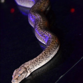 FUNNY CIRCUS фото 31