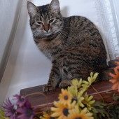 VIP: B-DAY Хирург фото 33