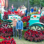 Фестиваль цветов фото 63